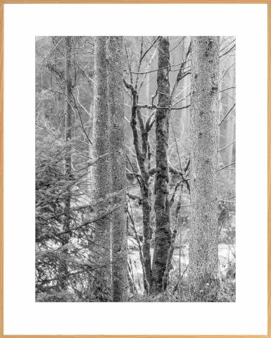 Nabil Zitouni Fineart Print Limited Edition framed Forêt magique No.6 1120210645