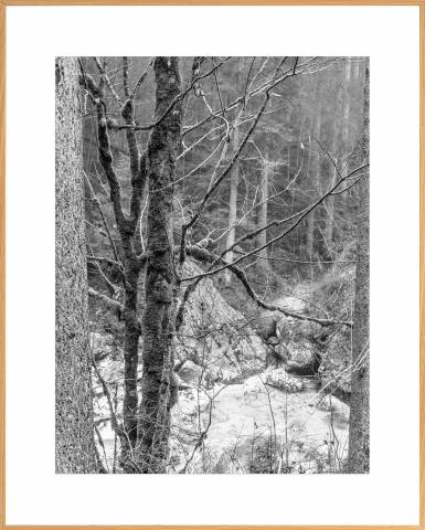 Nabil Zitouni Fineart Print Limited Edition framed Forêt magique No.7 1120210647